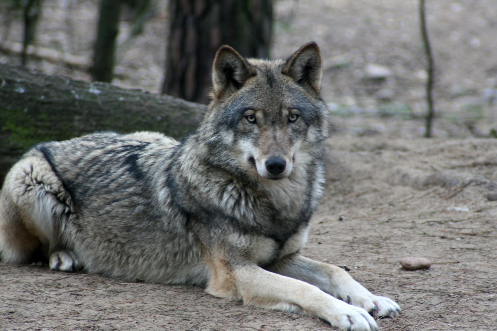 Canis lupus