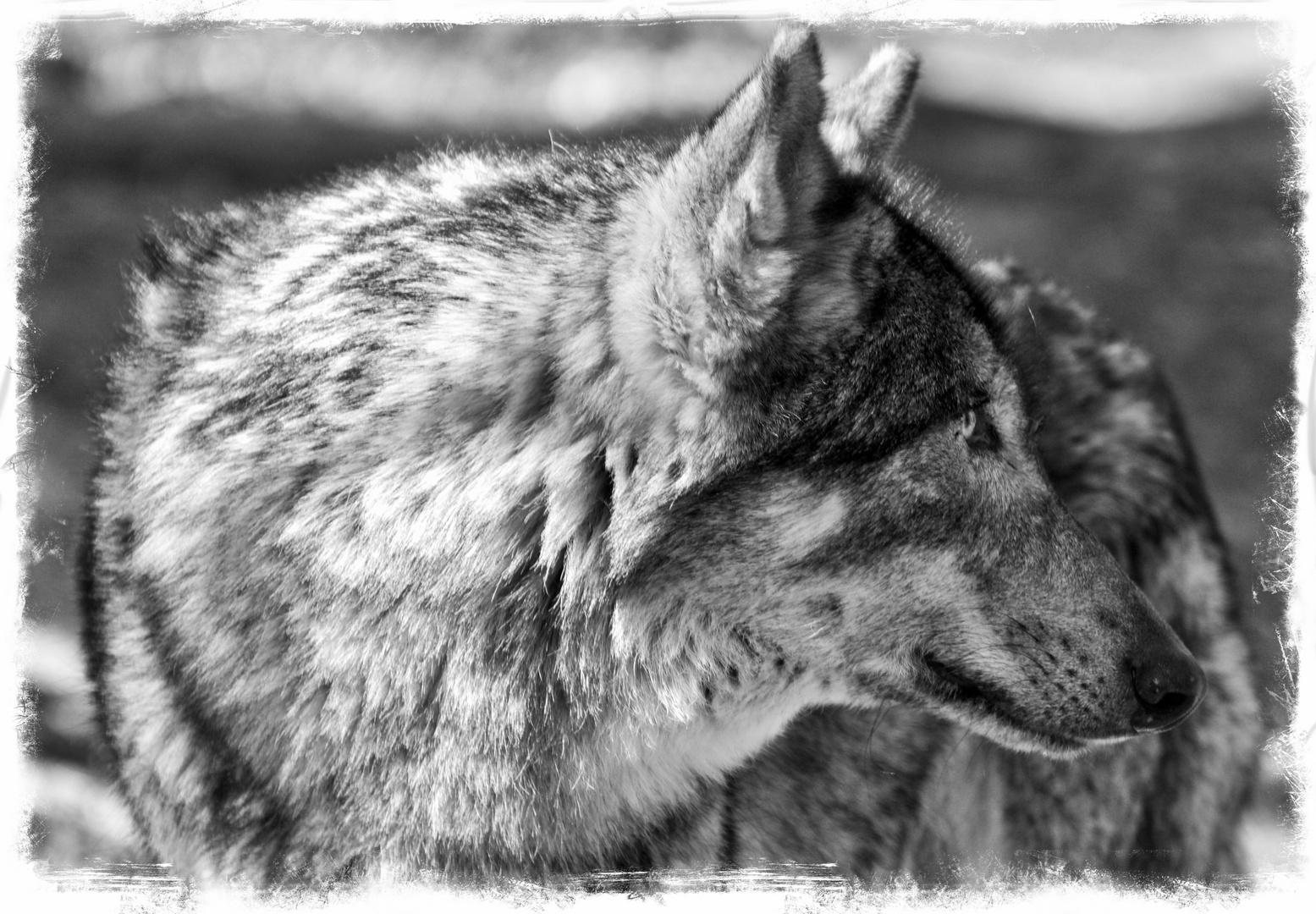 Canis Lupus Foto & Bild tiere, wildlife, säugetiere Bilder auf