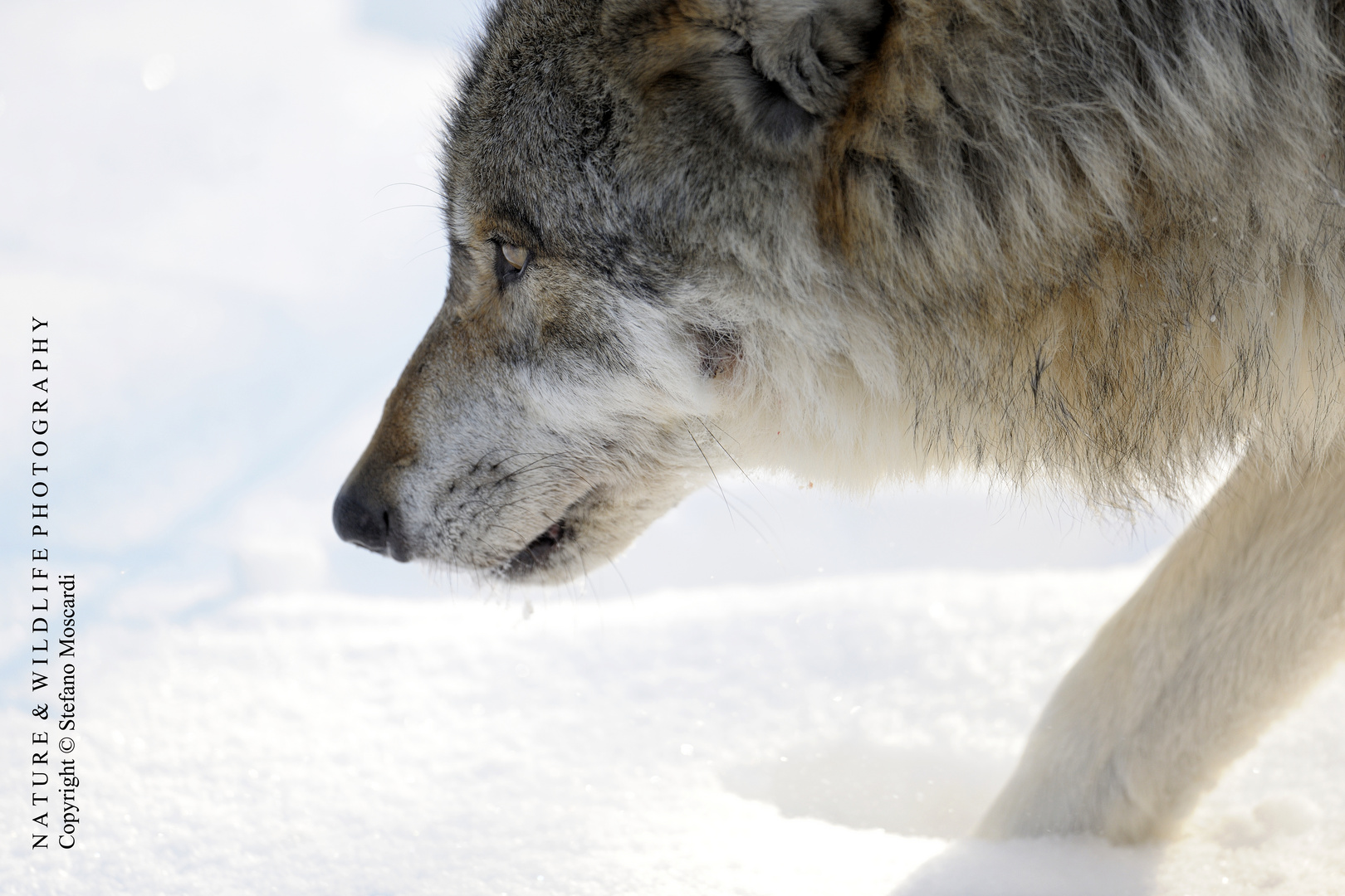 Canis lupus - Bayerischer wald (Germany)