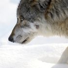 Canis lupus - Bayerischer wald (Germany)