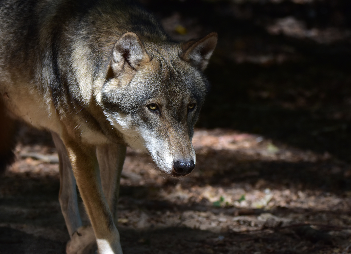 Canis lupus Foto & Bild | tiere, zoo, wildpark & falknerei, säugetiere
