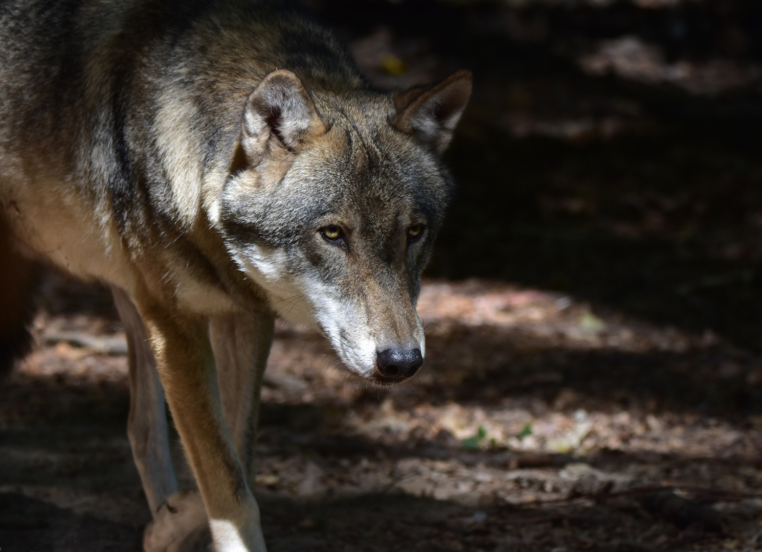 Canis lupus