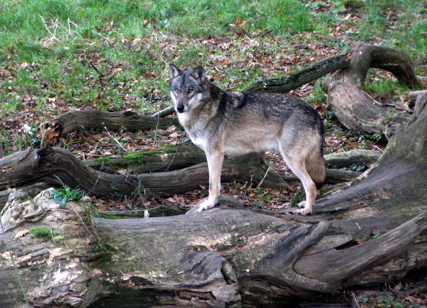 Canis lupus