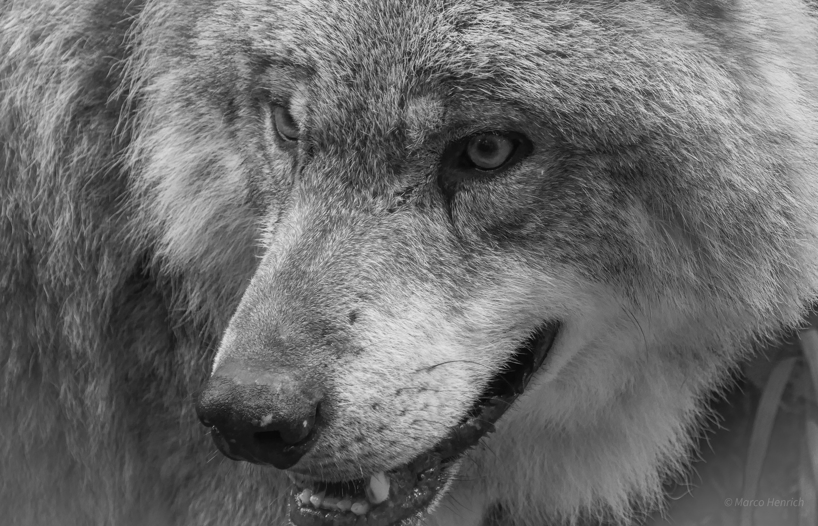 Canis lupus Foto & Bild tiere, zoo, wildpark & falknerei, outdoor