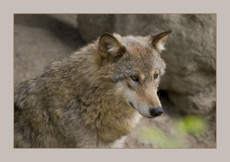 Canis lupus chanco.