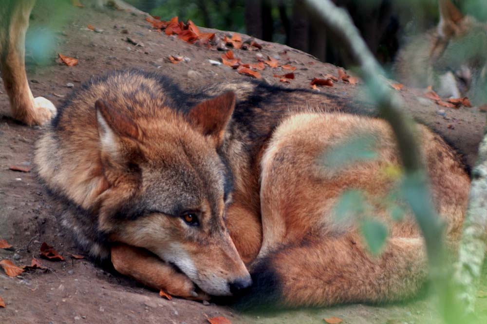 Canis lupus chanco (Mongolischer Wolf)