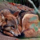 Canis lupus chanco (Mongolischer Wolf)