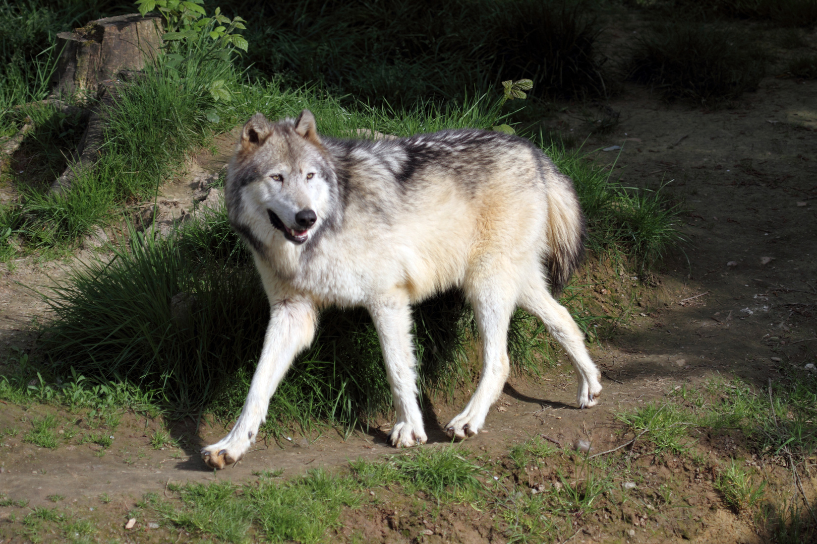 Canis lupus .