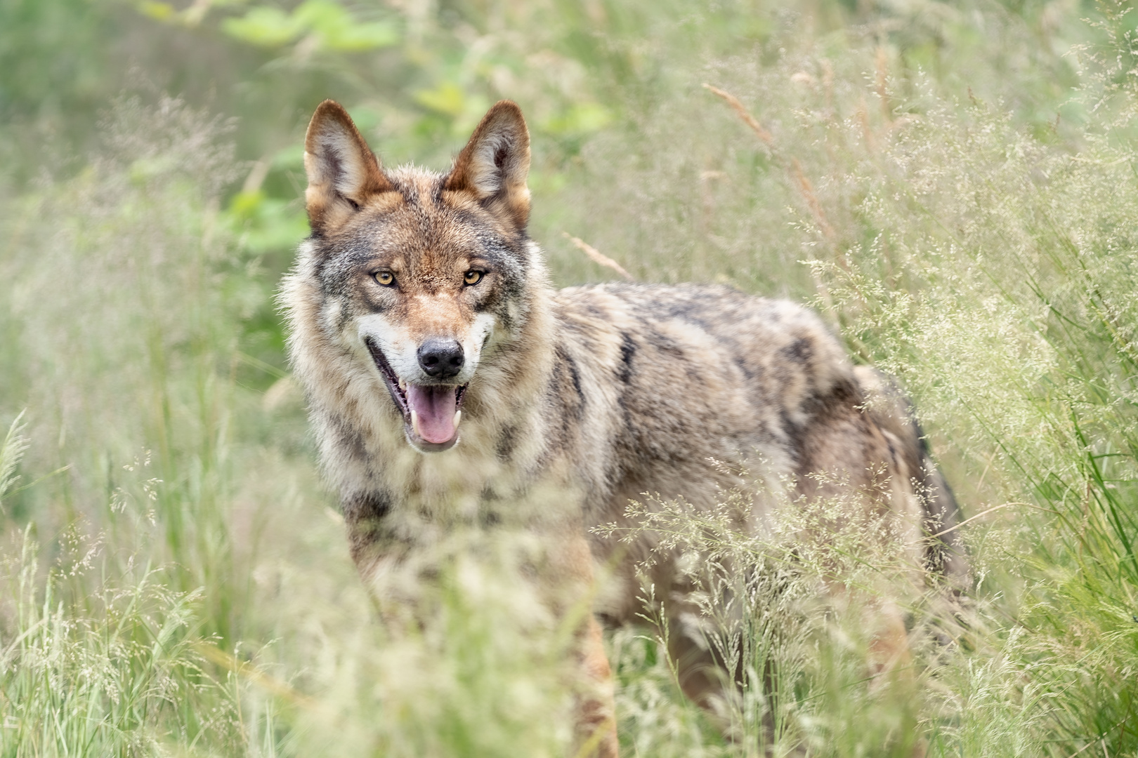 Canis Lupus