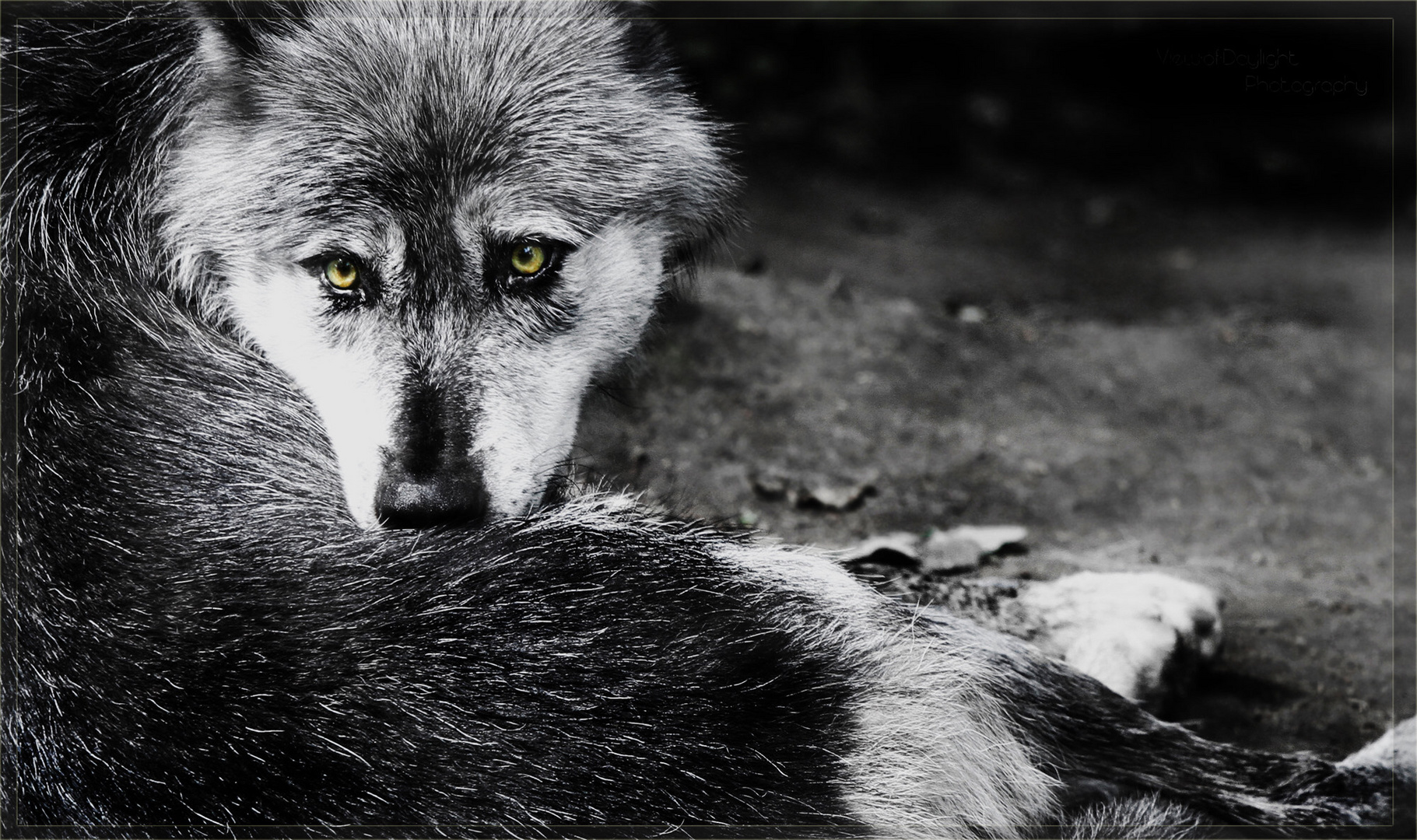 Canis lupus Foto & Bild | tiere, zoo, wildpark & falknerei, säugetiere