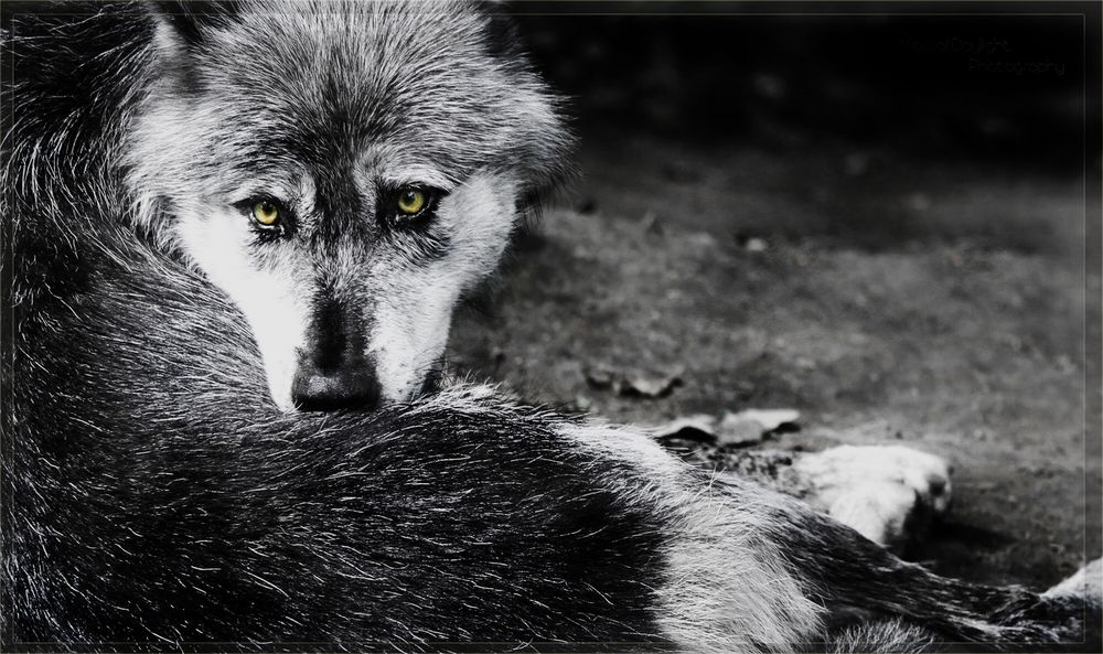 Canis lupus Foto & Bild tiere, zoo, wildpark & falknerei, säugetiere