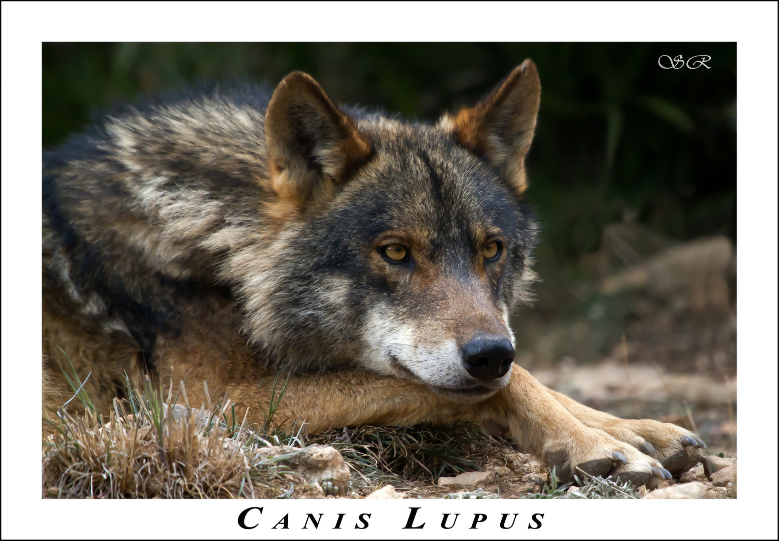 canis lupus