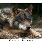 canis lupus