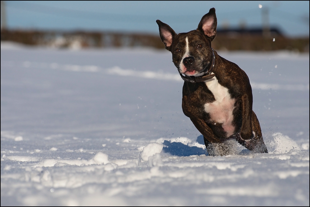 Canis lupus familiaris