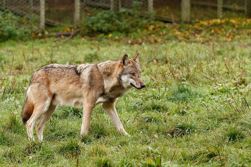 Canis Lupus II