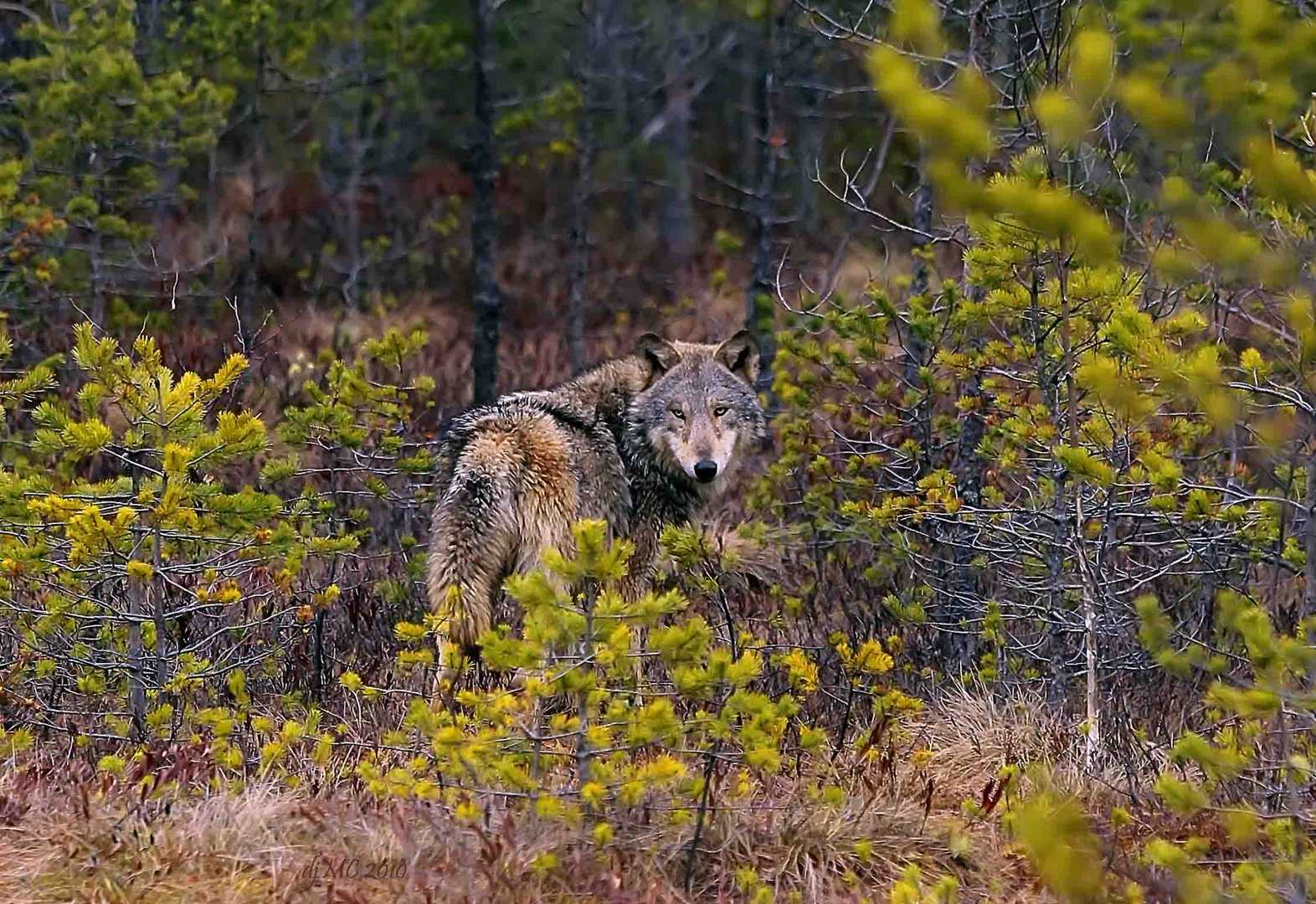 Canis Lupus in Belarusian swamps.