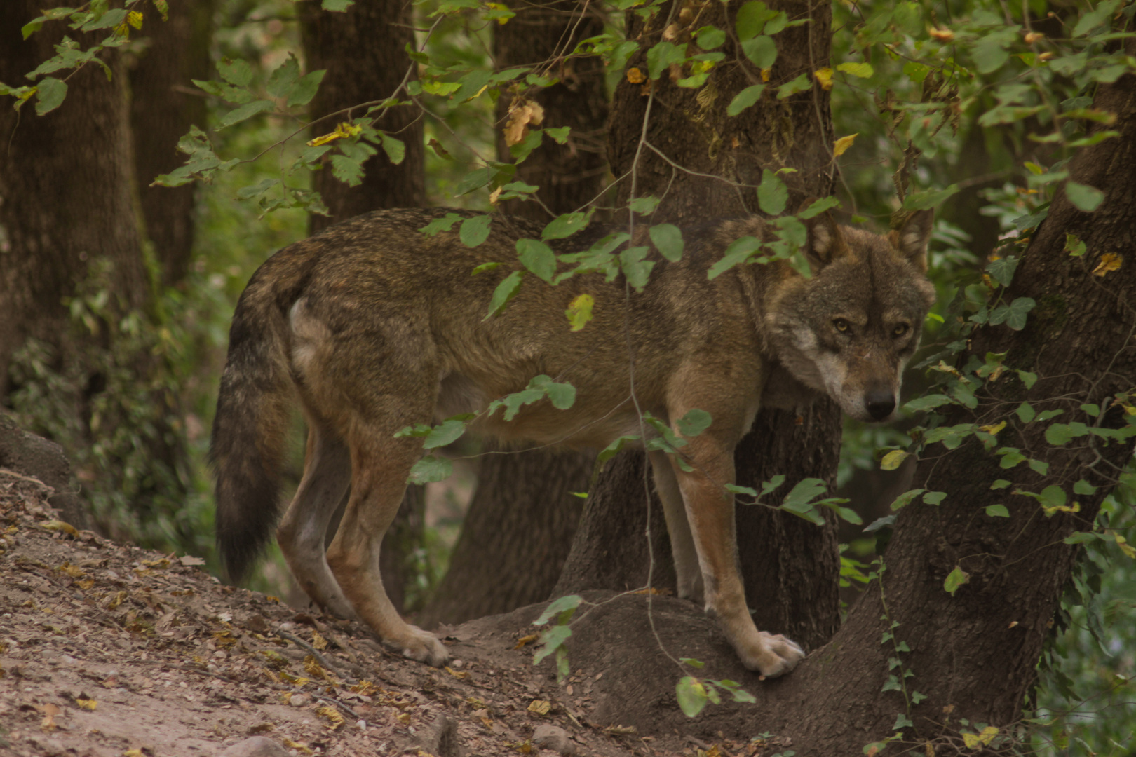 Canis lupus italicus