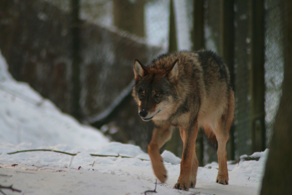 Canis Lupus Lupus