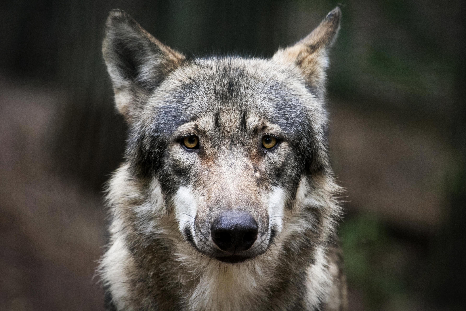 canis lupus lupus Foto & Bild tiere, zoo, wildpark & falknerei