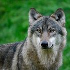 Canis lupus lupus (Eurasischer Wolf)