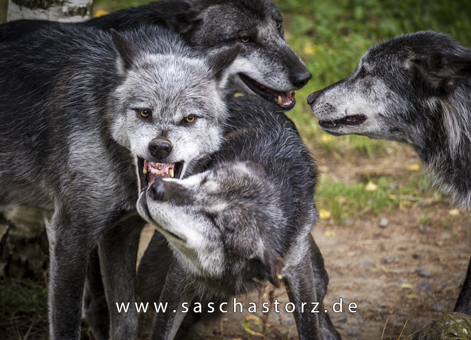 Canis lupus lycaon