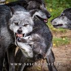 Canis lupus lycaon