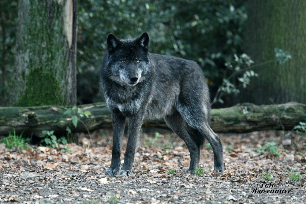 Canis Lupus Lycaon (Timberwolf)