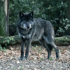 Canis Lupus Lycaon (Timberwolf)