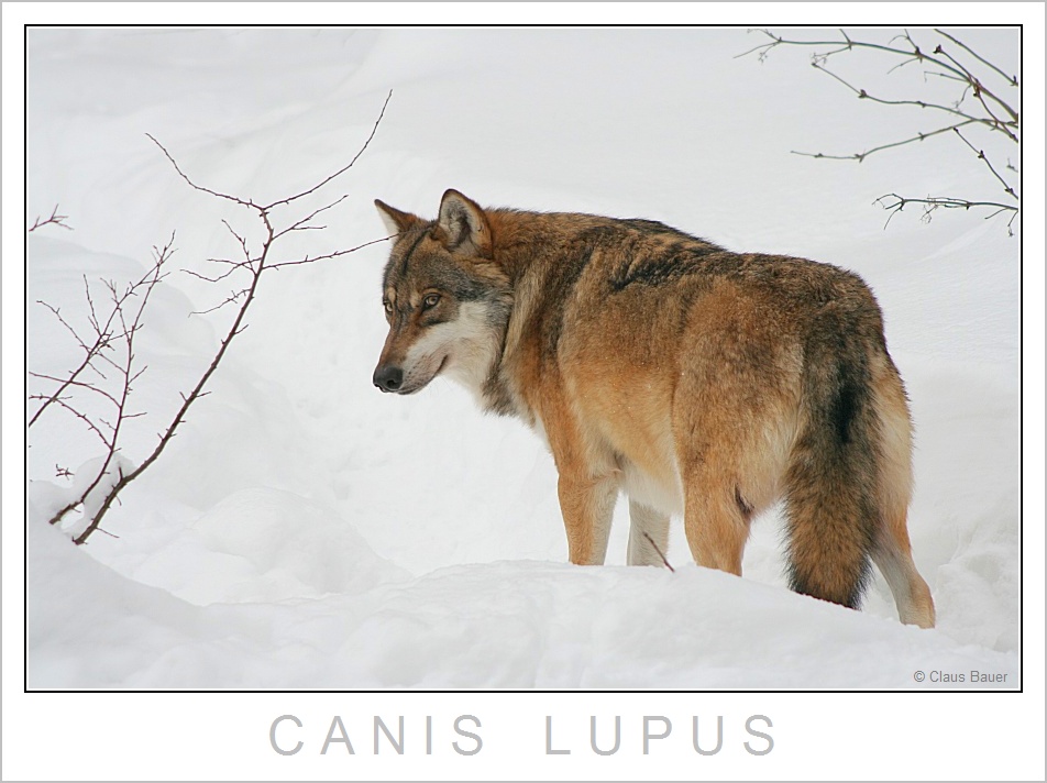 Canis Lupus +++ Nationalpark Bayerischer Wald