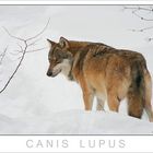 Canis Lupus +++ Nationalpark Bayerischer Wald