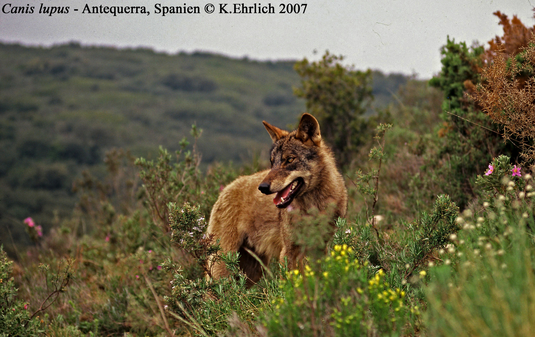 Canis lupus signatus - Spanischer Wolf