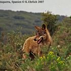 Canis lupus signatus - Spanischer Wolf