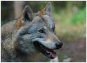 DE: Canis lupus......... Wolf de C@rlo. R.