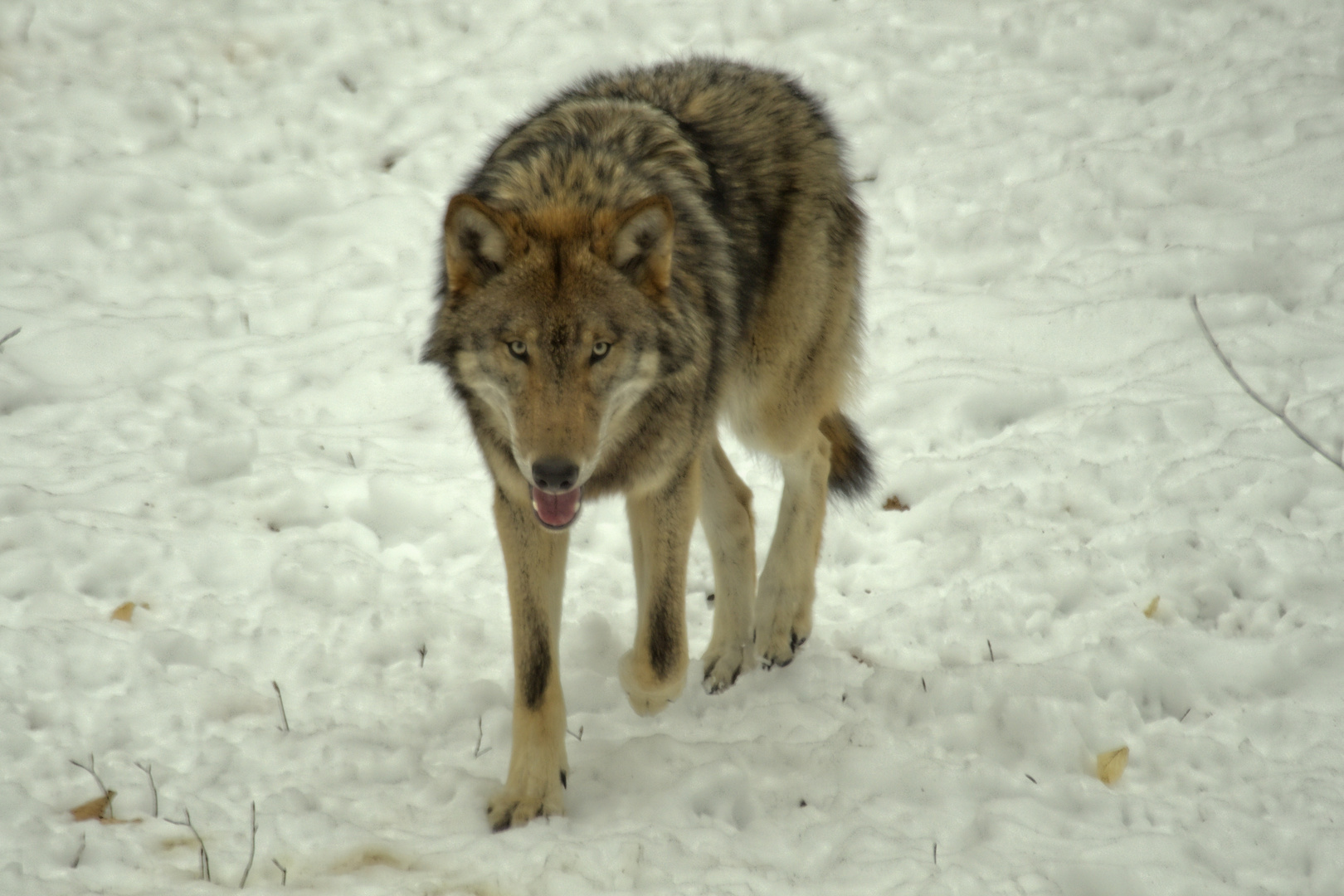 Canis Lupus, Wolf