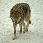 Canis Lupus, Wolf