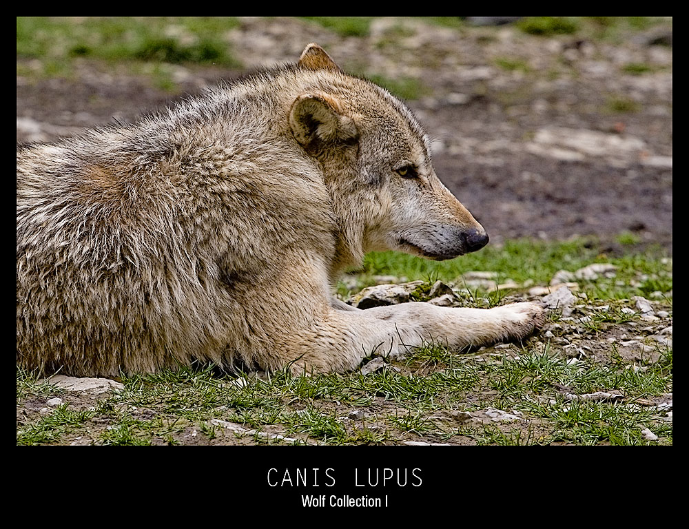 Canis Lupus - Wolf I