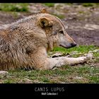 Canis Lupus - Wolf I