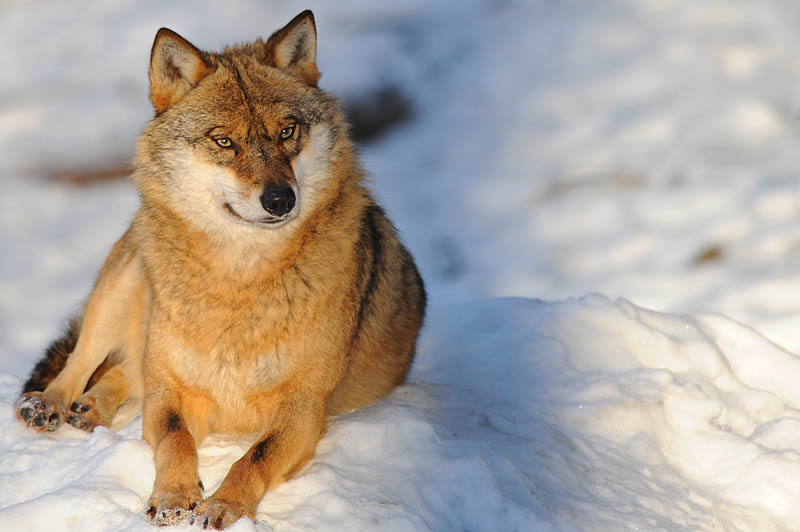 Canis Lupus(NP Bayerischer Wald)