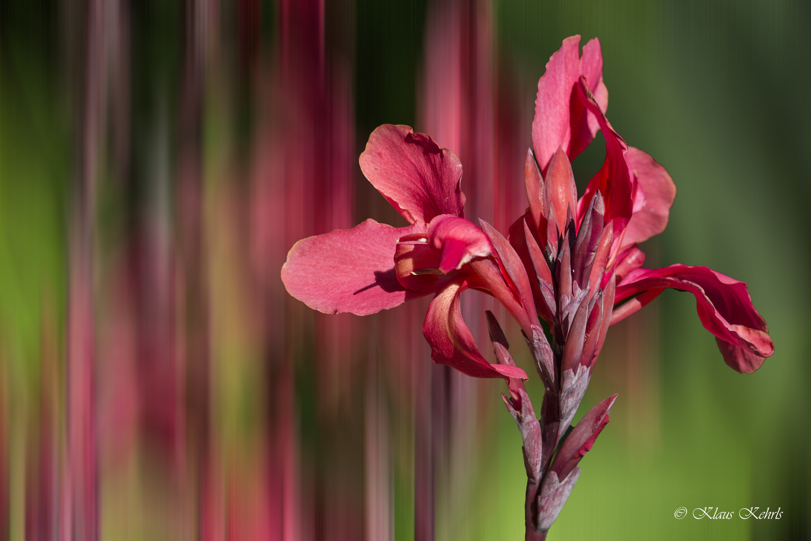 Canna - 04091803