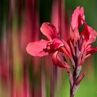 Canna - 04091803