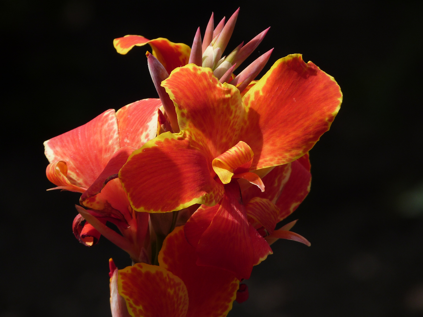 Canna Foto & Bild pflanzen, pilze & flechten, blüten & kleinpflanzen
