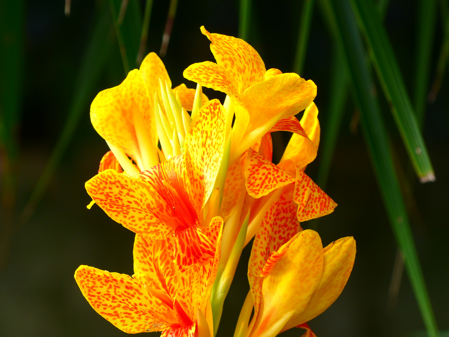 canna Foto & Bild | pflanzen, pilze & flechten, blüten- & kleinpflanzen ...