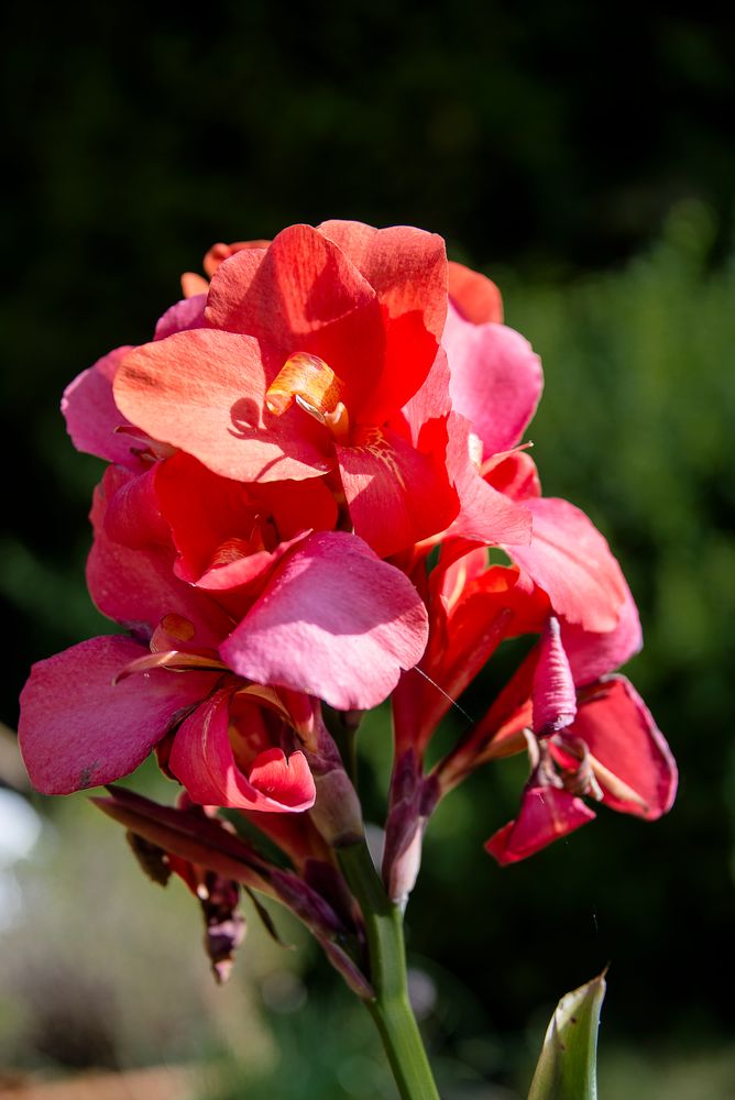Canna Foto & Bild pflanzen, pilze & flechten, blüten & kleinpflanzen