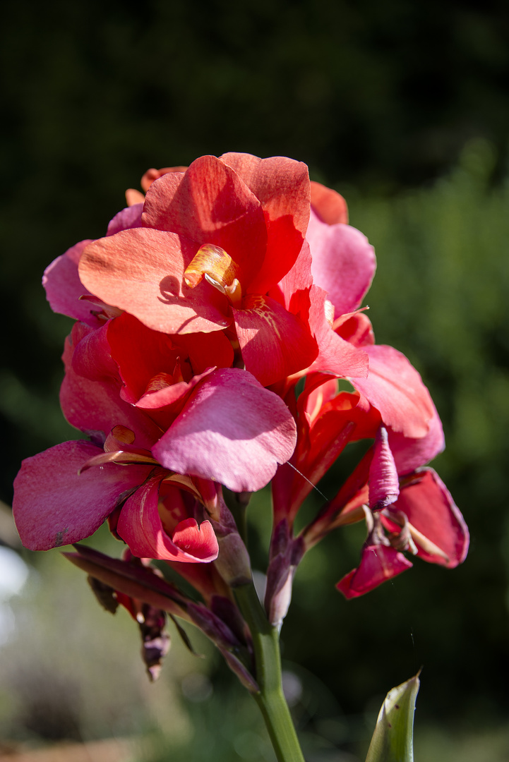 Canna Foto & Bild pflanzen, pilze & flechten, blüten & kleinpflanzen