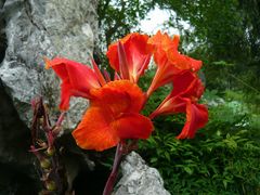 Canna auf dem Campus der USTC in Hefei