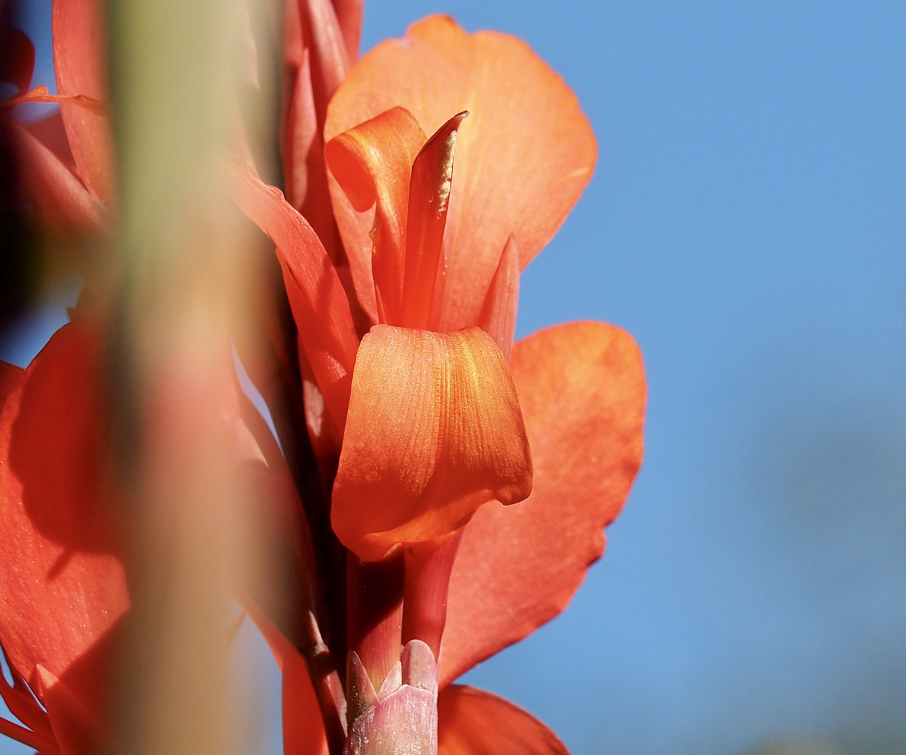 canna - aus der Nähe