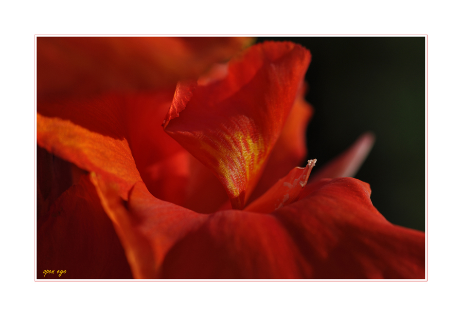 Canna Blüte