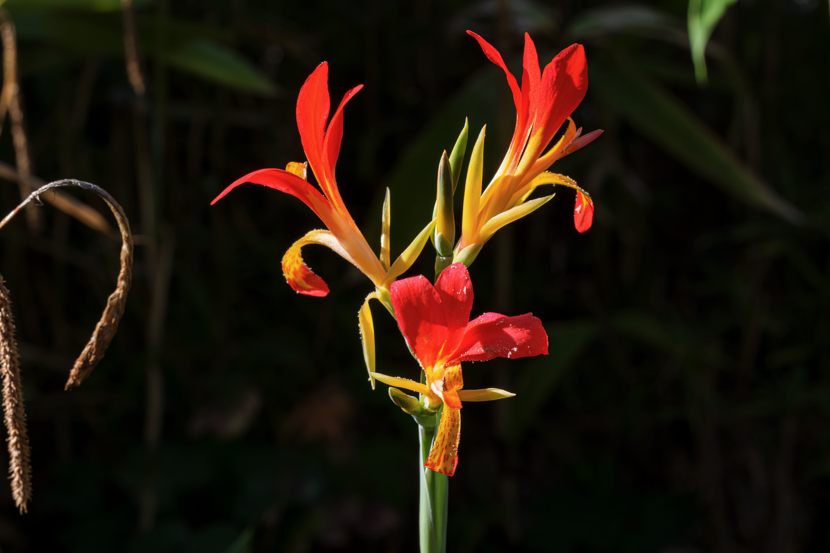 Canna-Blüte