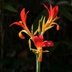 Canna-Blüte