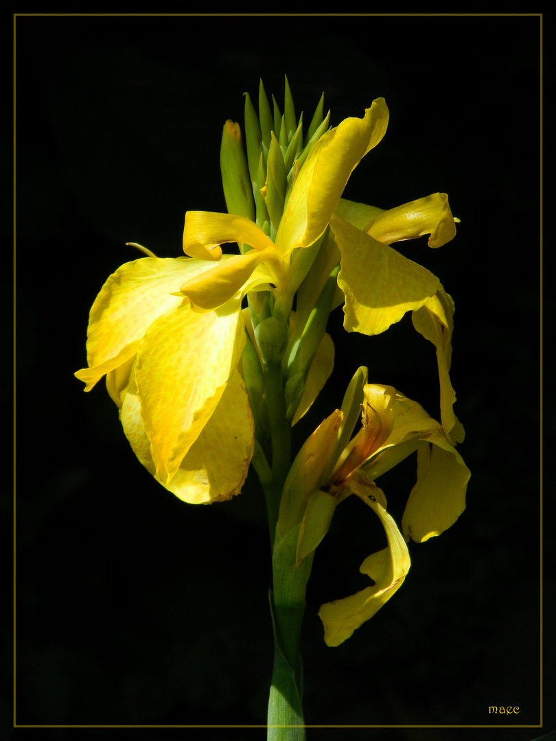 Canna-Blüte